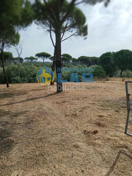 Foto 8a1a1d33-6940-429d-9522-1ba9a077b580. Finca rústica a Hinojos