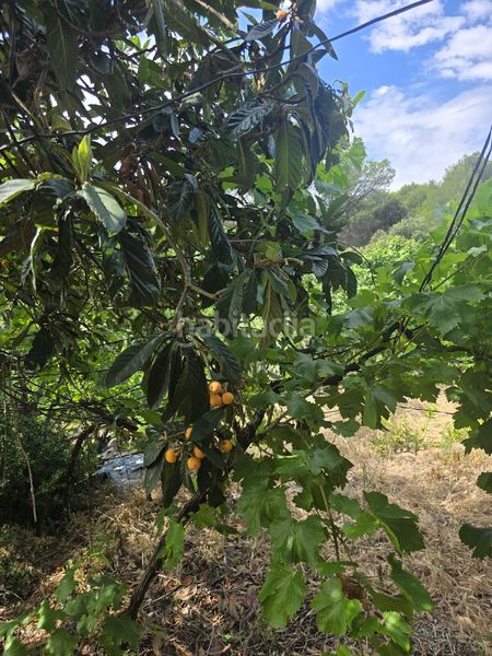 Foto 3db483ea-4b79-48a4-a356-20184fa38368. Finca rústica terreno mas edificación en Vacarisses