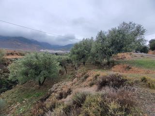 Mas à Fondón. Finca  rustica en benecid de olivos
