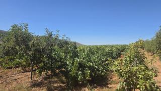 Finca rústica en Láujar de Andarax. Terreno en venta en laujar