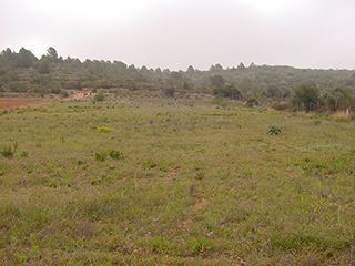 Fondo rustico  E-15