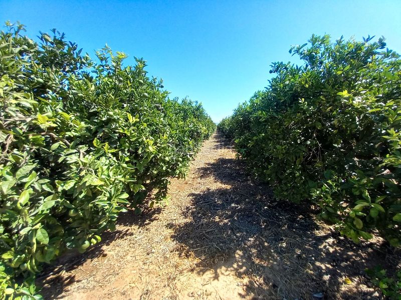 Foto c2e180cd-bcb6-4d4c-ace0-7a97f995fea6. Finca rústica en Casco Urbano Vinaròs