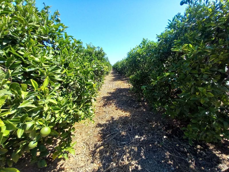 Foto cffb432a-8372-4753-8f3d-1e727ee9b1c8. Finca rústica en Casco Urbano Vinaròs
