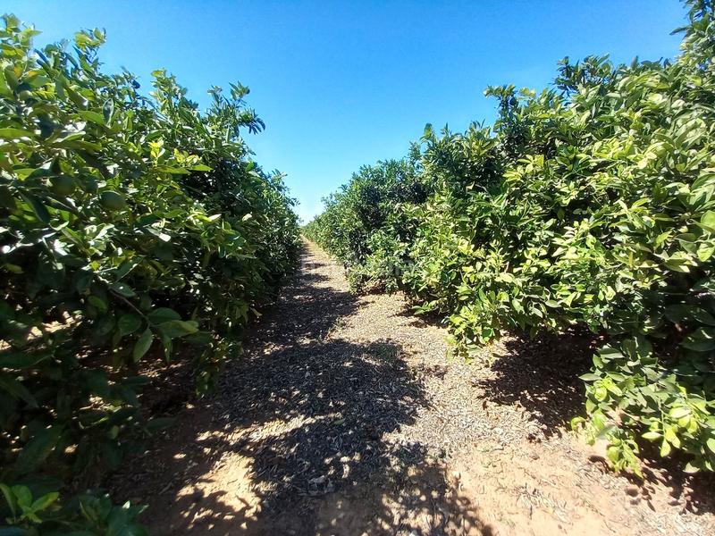 Foto f1adc6d0-b377-47c0-a17c-8ee706100856. Finca rústica en Partidas de Interior - Zona Rústica Vinaròs