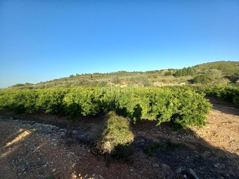 Foto ee027599-a7b0-49e0-97d4-3b85d7db5157. Finca rústica  de regadío en Cálig