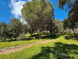 Finca rústica  Paraje de celima,. Finca rustica en casares  oportunidad única