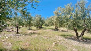 Finca rústica  Partido el comisario, cerro la plata. Finca rustica de regadio en coin 16.200 m2  con arboles frutales