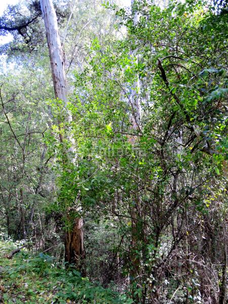 Foto 030fe70b-8236-46a9-ba63-cc76abdfd571. Bauernhof mit heizung parking pool in Centro Alhaurín el Grande