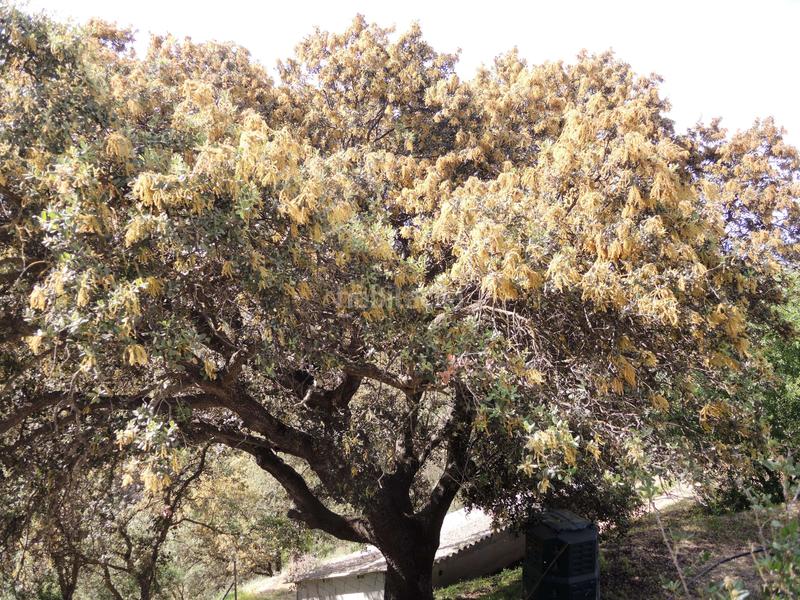 Foto 059b839f-c8a1-4e39-81ad-02d44d30881a. Bauernhof mit heizung parking pool in Centro Alhaurín el Grande