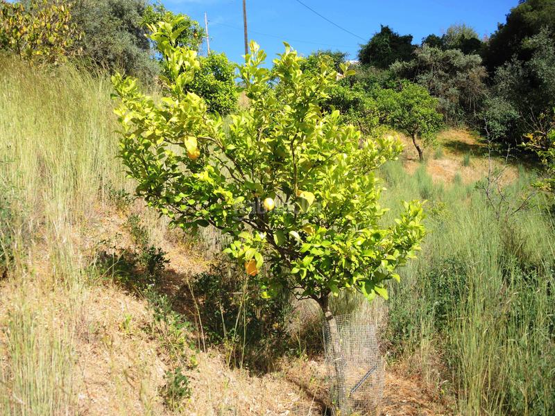 Foto 5c5a0042-5160-49f7-a2f2-4cb8fe62412e. Bauernhof mit heizung parking pool in Centro Alhaurín el Grande