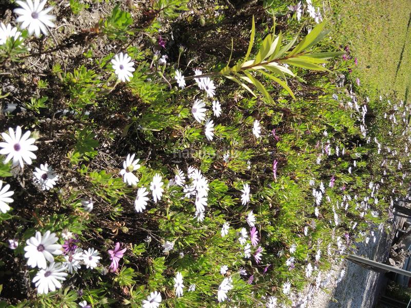 Foto 77cd62da-1480-4a42-81e4-16d89d2ad5b0. Bauernhof mit heizung parking pool in Centro Alhaurín el Grande