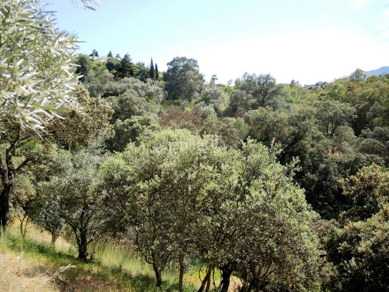 Foto 92323eea-0373-40e5-a801-4f1c51581143. Bauernhof mit heizung parking pool in Centro Alhaurín el Grande