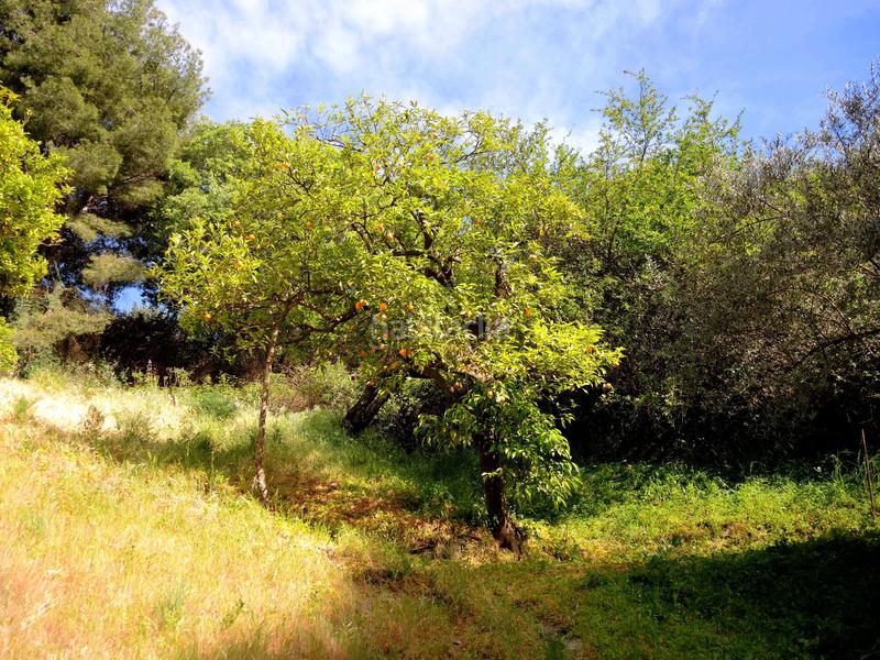 Foto 9881fe1c-5fb0-41b8-9acc-2d60dd63309e. Bauernhof mit heizung parking pool in Centro Alhaurín el Grande
