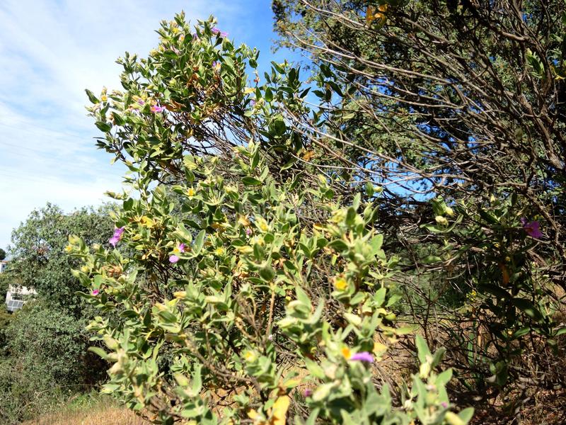Foto b4028218-24ec-407c-995f-6c6c69f7e958. Bauernhof mit heizung parking pool in Centro Alhaurín el Grande