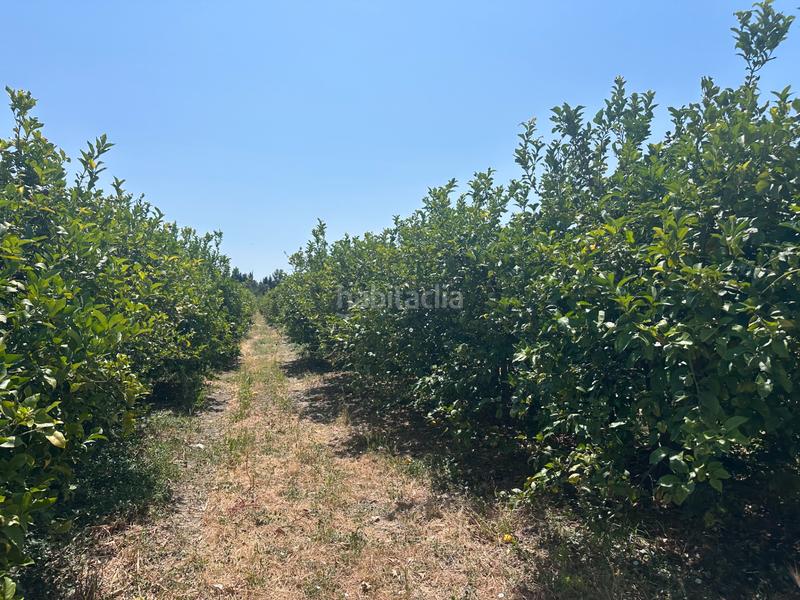 Foto 2644ce97-1bd8-4de4-b448-e884c02ca1bf. Fondo rustico in Buenavista-Lauro Golf Alhaurín de la Torre