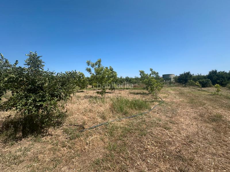 Foto bd358976-2851-4973-a5b5-35c3016bf835. Fondo rustico in Buenavista-Lauro Golf Alhaurín de la Torre