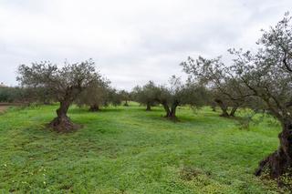 Finca rústica a Villafranco del Guadalhorce. Terreno de olivos llano, cerca de carretera