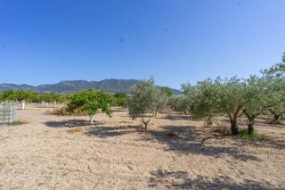 Finca rústica a Centro. Terreno rústico llano y con licencia para casa de aperos de 180
