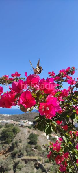 Foto c885b299-c50f-4d02-8ce6-fe7b6f410890. Apartament amb calefacció a Mojácar pueblo Mojácar