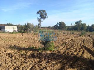 Bauernhof in Gibraleón. Campo de 12000m2, con luz, agua de pozo y aperos