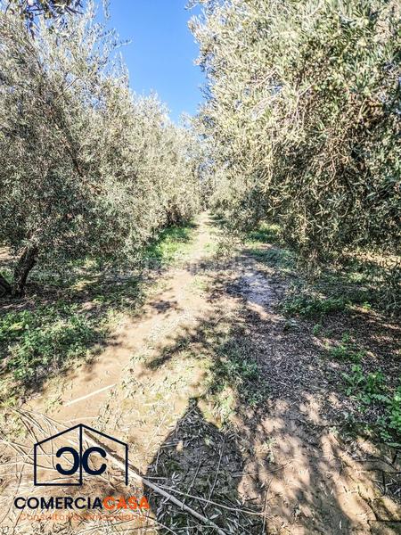 Foto 2f3e39ca-783f-4a3d-9ba6-4b5ea18c0dfe. Terreno residencial finca de olivos junto al aeropuerto , buena entrada junto a la autovia. esta cercada en Chauchina