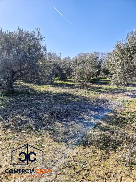 Foto 479df181-007f-4028-bc20-f9d3e8fb3894. Terreno residencial finca de olivos junto al aeropuerto , buena entrada junto a la autovia. esta cercada en Chauchina