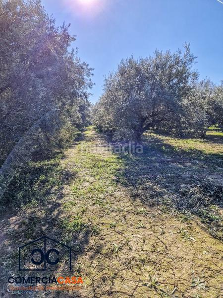 Foto 56b0006a-6448-4234-80c0-ada4ad813fa0. Terreno residencial finca de olivos junto al aeropuerto , buena entrada junto a la autovia. esta cercada en Chauchina