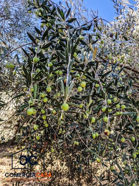 Foto c4b17c6e-0230-4596-8665-69a10ad44c63. Terreno residencial finca de olivos junto al aeropuerto , buena entrada junto a la autovia. esta cercada en Chauchina