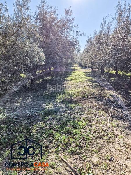 Foto ce3c9330-5f1e-4b38-8b98-63efb246dac8. Terreno residencial finca de olivos junto al aeropuerto , buena entrada junto a la autovia. esta cercada en Chauchina