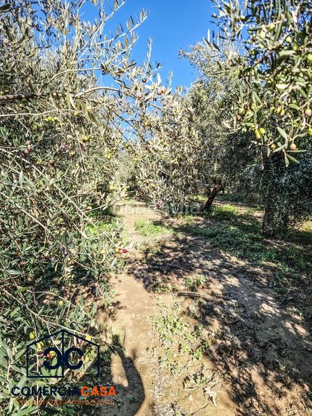 Foto df2b6fbe-4a86-469d-8960-ea2b4c1de629. Terreno residencial finca de olivos junto al aeropuerto , buena entrada junto a la autovia. esta cercada en Chauchina