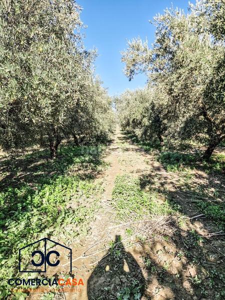 Foto f2f9c708-9fd7-43c7-a44d-9b17a115d535. Terreno residencial finca de olivos junto al aeropuerto , buena entrada junto a la autovia. esta cercada en Chauchina