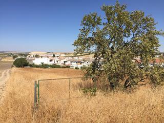 Terreny residencial  Calle almenara. Terreno urbanizable de 3653 m2 en pedro abad. muy bien situado.