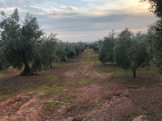 Finca rústica a Montoro. Parcela de olivar de 4,8 hectareas