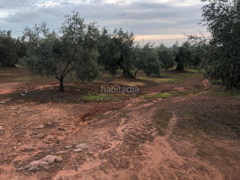 Foto 79b782a6-9fbf-4233-b0fd-32f73f2b2596. Fondo rustico in Montoro