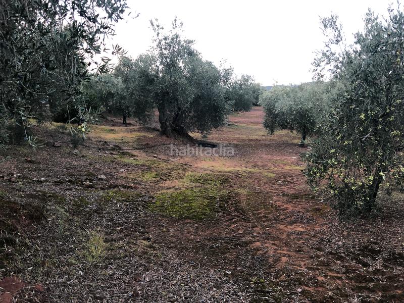 Foto 7d9c3863-9971-43ad-a4ab-05fa73037f49. Fondo rustico in Montoro