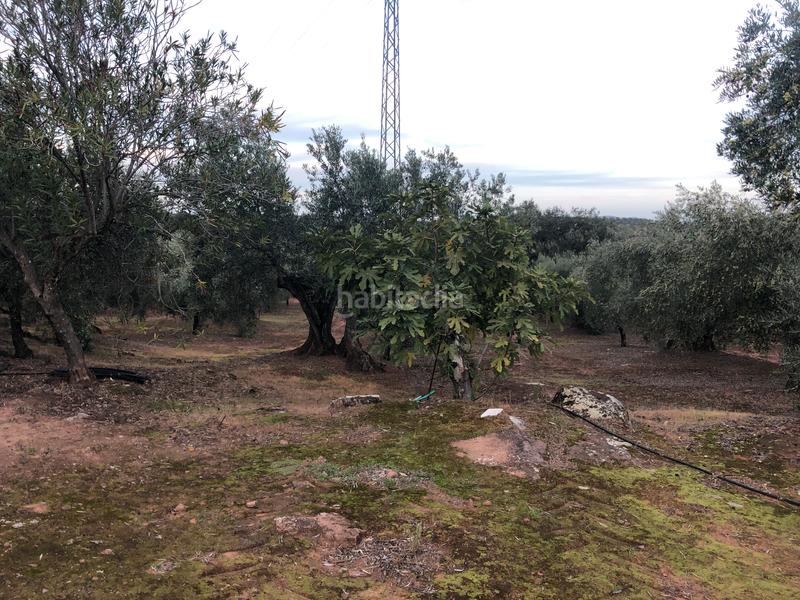 Foto 838247f4-9855-4d1c-86cc-e44b0fb3335c. Fondo rustico in Montoro