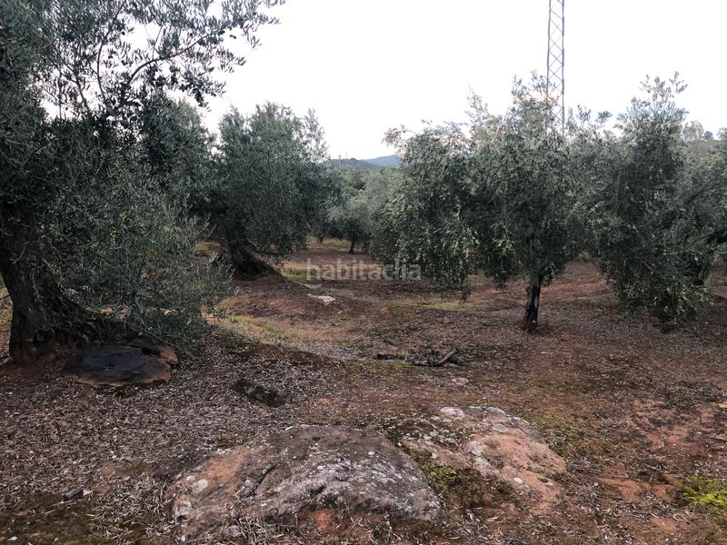 Foto 907adabd-d05b-4623-af01-fb16b1b2fd70. Fondo rustico in Montoro