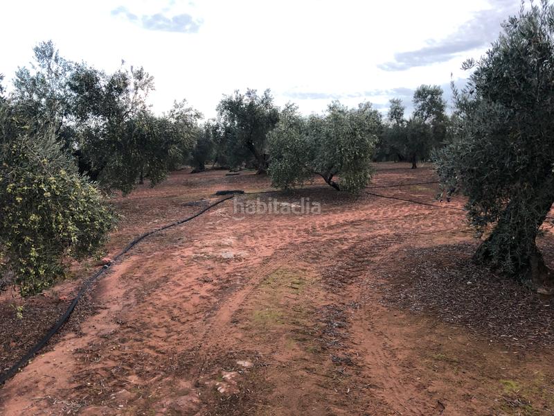 Foto 96425dd4-d525-48c6-a393-f8755b20383c. Fondo rustico in Montoro