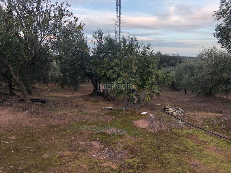 Foto 9f0ed8c1-2f5b-4c88-b92b-ca14a470d3d8. Fondo rustico in Montoro