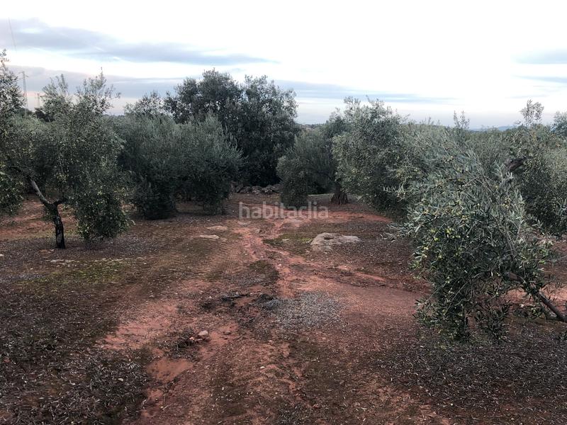 Foto a9e4b368-4119-4f6f-b782-91f068419207. Fondo rustico in Montoro