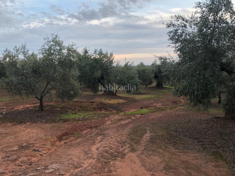 Foto fa602f58-40b4-4f08-9ebe-e774ea082b61. Fondo rustico in Montoro