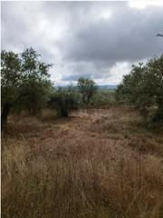 Finca rústica a Villafranca de Córdoba. Parcela de 3500 m2 de olivar de secano