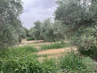 Finca rústica a Villafranca de Córdoba. Parcela de 9700 m2 de olivar con edificaciones
