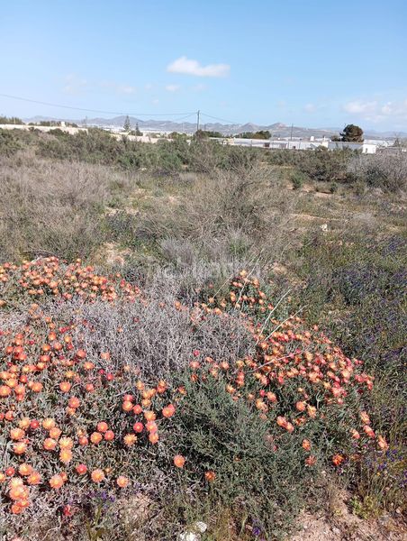 Foto 672e90b9-7d27-4e94-87b9-1ae33725d177. Finca rústica a Retamar Almería
