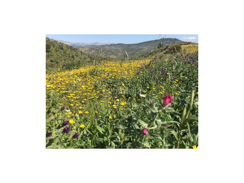 Foto ecfa6159-0551-4bb1-b74a-51822bff566d. Casa a Casabermeja