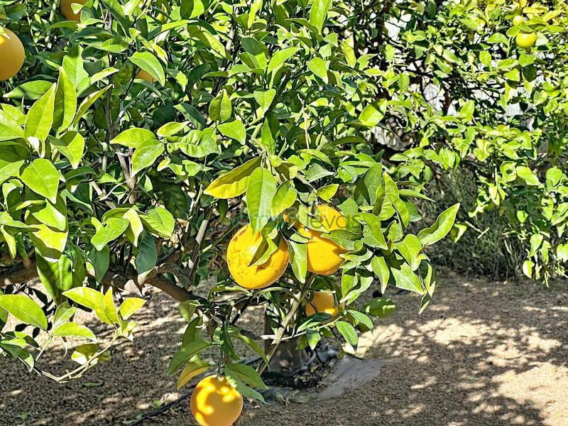 Foto 7e825a00-0c60-4267-97b0-a6c54b2750d3. Masia amb piscina a Cuevas del Almanzora pueblo Cuevas del Almanzora