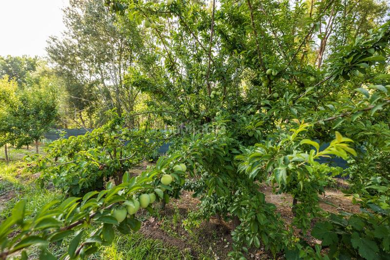 Foto 21a020a6-aecb-41d3-b909-9c829cc3a1a4. Propriété dans paseo paseo duquesa s/n dans Pinos Genil