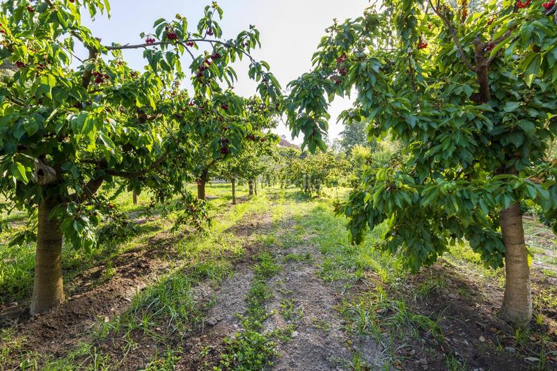 Foto c4017c36-9837-4450-8ed2-a1c50b439450. Propriété dans paseo paseo duquesa s/n dans Pinos Genil