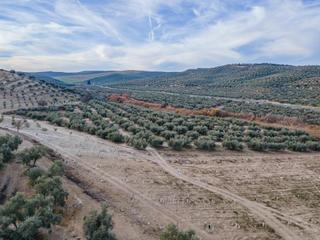 Terreno residenziale in Polígono polígono 1 parcela 83 c/ puerta. vegas del genil  1. Finca de olivos  y almendros en vegas del genil