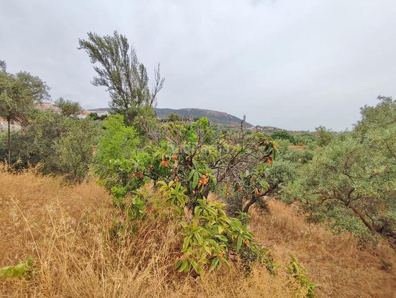 Foto 94701742-6f31-4cfa-a0b6-2bc05d056526. Mas dans camino poligono 7 paraje 143 huerta vieja 408 dans Cogollos de la Vega